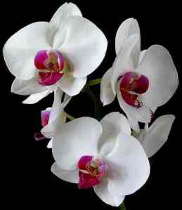 http://snowbio.wikispaces.com/Orchid+(angiosperm)